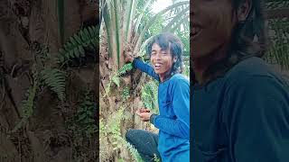 Download Lagu ngutip brondolan #kulisawit #palmoilworks MP3