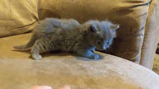 4 week old kitten first time on the couch by IBDALOVELY1 8 views 3 years ago 1 minute, 11 seconds