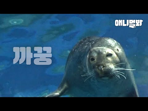 관종 물범 &amp;#39;소리&amp;#39;가 밥 먹자는 소리에만 무관심했던 이유ㅣSeal The <strong>Lone</strong> Nut Who&amp;#39;s Been Screaming For Attention Eventually