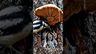 Cinematic Bird Nest Animation: Shelter From The Storm 🖤 ​#birds #naturelovers #cinematic