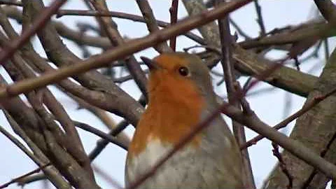 Birdsong in Ireland - A Robin Sings in January