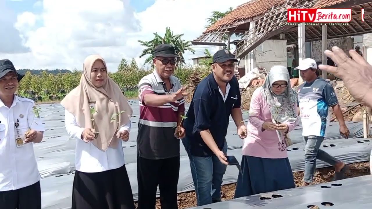 Demplot Cabai Organik di Petarangan, Kolaborasi Pemerintah, Petani, dan Media, bersinergi. 