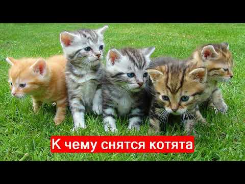 К чему снятся котята по разным сонникам