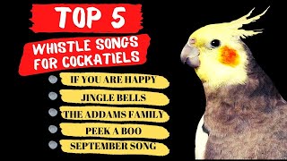 Top 5 Cockatiel Whistle Training Songs, Parrot Training and Singing screenshot 5