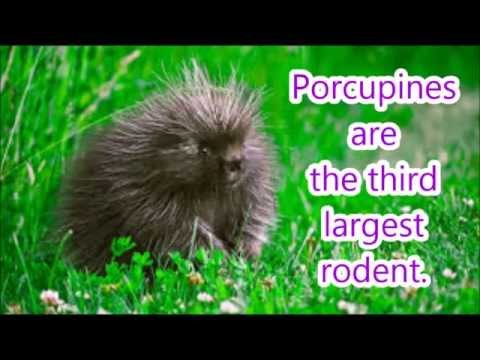 Facts About Porcupines - YouTube