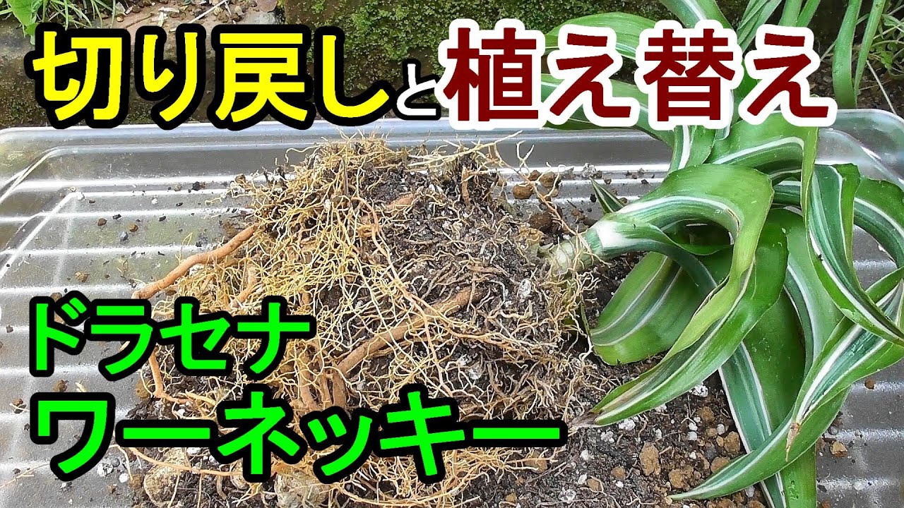 ドラセナの切り戻しと植え替え Youtube