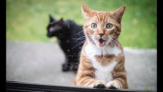 ПРИКОЛЫ С ЖИВОТНЫМИ  Смешные  Коты и Собаки НОВЫЕ ПРИКОЛЫ 2019 # 1 Funny Cats and Dogs ANIMALS