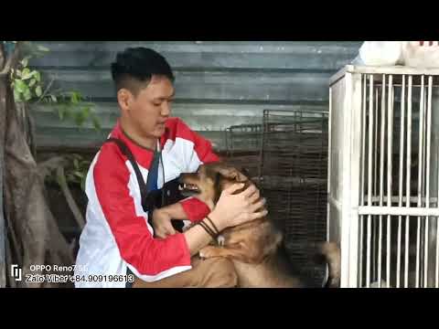 Video Cún già khóc nức nở khi gặp lại người chủ khuyết tật... - youtube
