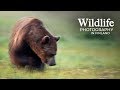 Wildlife photography  wolves and bears part 2  behind the scenes in the photo hide