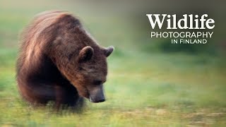 Wildlife Photography - WOLVES and BEARS part 2 | Behind the scenes in the photo hide