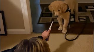 Puppy reacts to toothbrush!