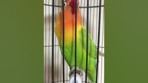 LOVEBIRD NGEKEK 2 MENIT 18 DETIK UP TANPA JEDA