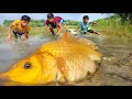 Best Fishing Video With Hand | Traditional Little Boys Catch Fish By Hand In Mud Water