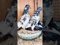 Pigeonlover#Kabuterbazi#Pigeon#kabootarloft#bird#kabuterbazi#kabuterbazi#kabootar