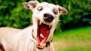 Funny Cats And Dogs Videos 🤣 - Funniest Animal Videos 2024! 🤗 by Fluffy Life 742 views 1 month ago 10 minutes, 1 second