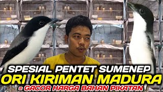 AKHIRNYA KETEMU GUDANGNYA PENTET SUMENEP ORI MADURA GACOR HARGA BAHAN TERNYATA CUMA SEGINI HARGANYA