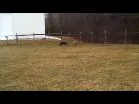 Freestyle Greyhound Racing