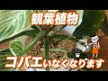 観葉植物にコバエが大量発生!? ホームセンター店員が教える失敗しない虫対策の極意