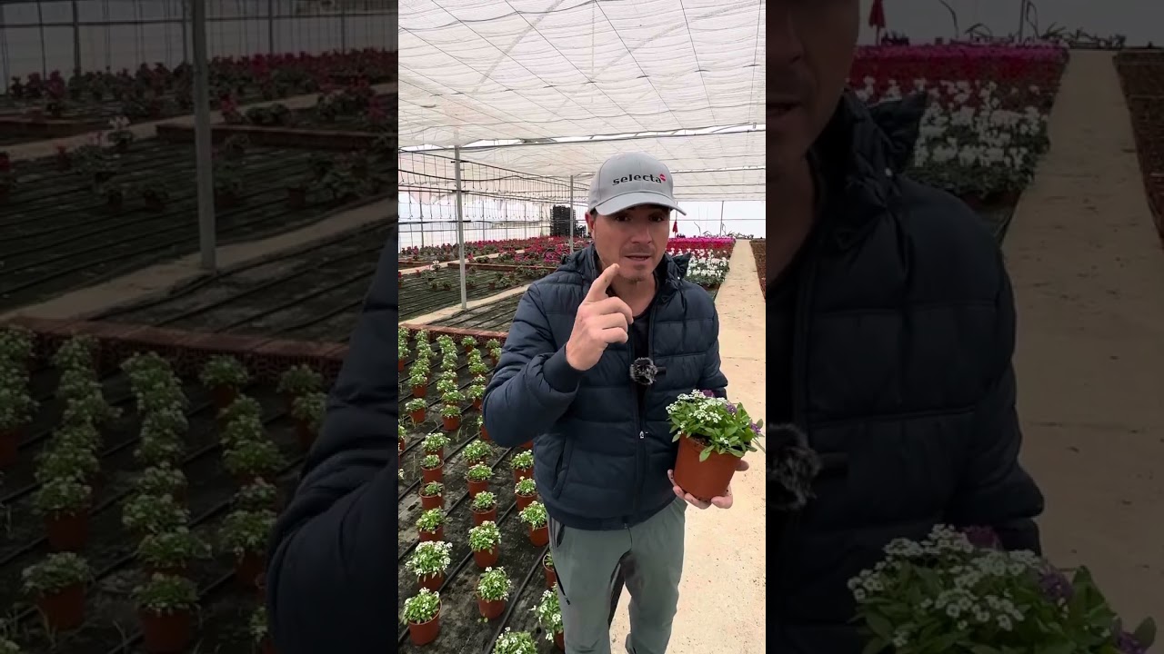 Lobularia marítima o alyssum