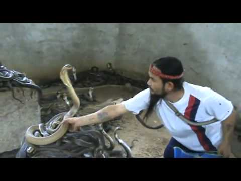 Man Selecting Cobras For Snake Show