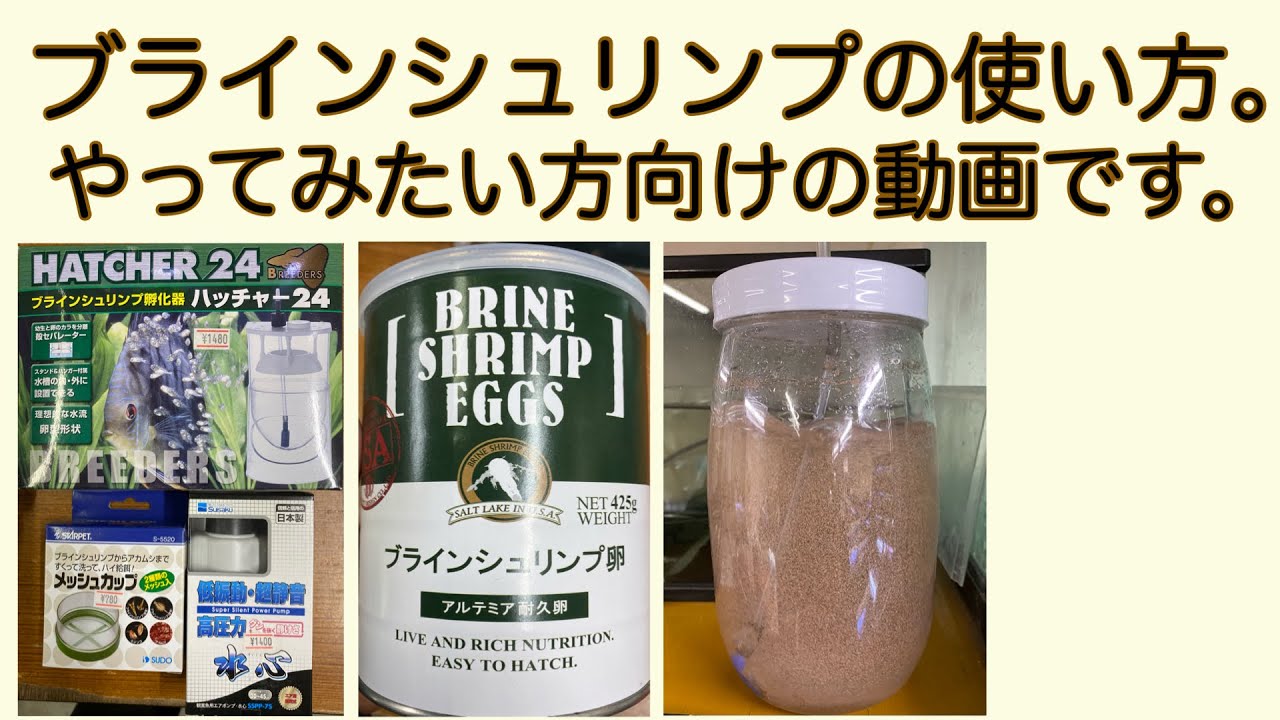 ブラインシュリンプの孵化のさせ方〜分離、給餌のやり方について。