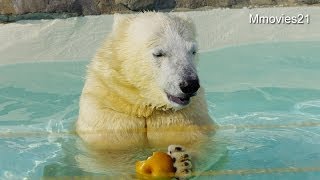 大きなナシを食べる食欲旺盛なポロロ~Polar Bears eat the big pear