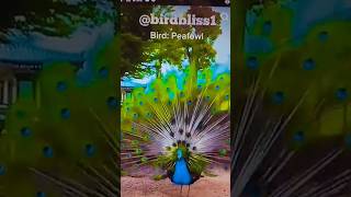 Download Lagu nice peacock# song #short video #Punam Bhaskar official MP3