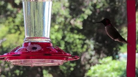 A male Black-Chinned Hummingbird with hovering sounds