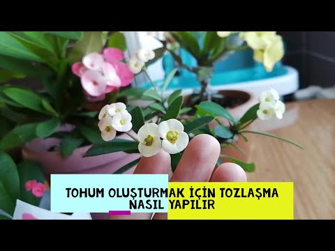 Video: Dikenlerin Yayılması: Dikilenlerin Büyüyen Tacı Bitki Çelikleri veya Tohumları