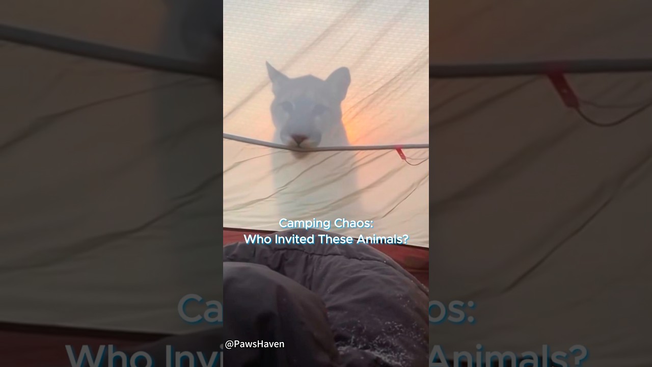 Where are you camping ？JURASSIC PARK？#animals #animallife #wildlife #wild #funny #funnyanimals