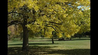Exclusive Developing Pest-Resistant Ash Trees Profile