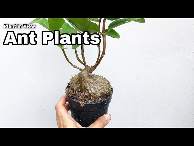Ant Plant - Ep33 class=