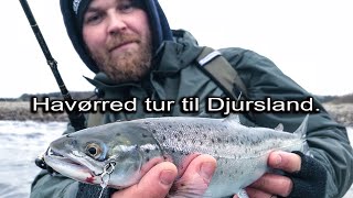 V-Log D. 2211 Havørreder På Djursland.