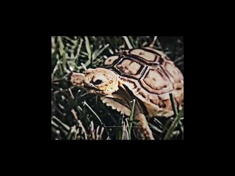Turtle :)
