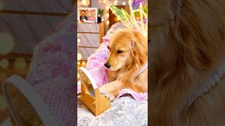 pampering my princess: a relaxing day of love and care #cutedogs #furryborn