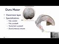 Dura Mater