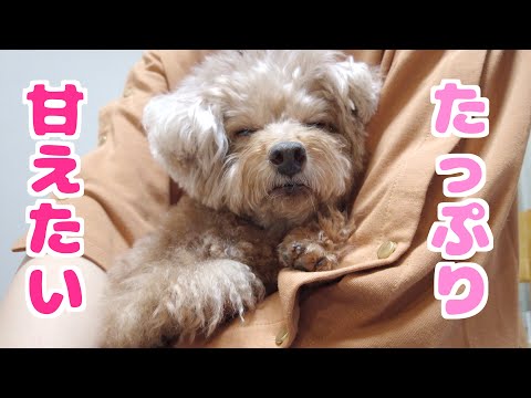 最近甘えん坊になった愛犬をさらに甘やかす方法を発見しました!