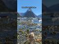 When Nature’s Peace Meets Human Chaos | Kea’s Take on South Island Drivers