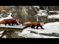 view #NatZooZen: Snow Day with Red Pandas Asa and Chris-Anne digital asset number 1