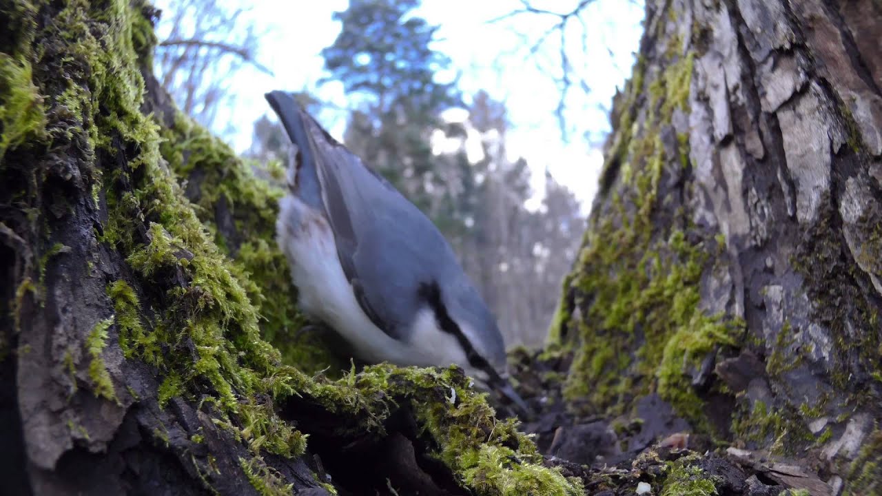 Compared taken in macro lens from the normal lens YouTube