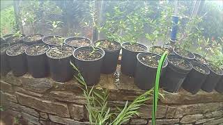 Our Method to grow New  willow  trees  is fast simple and EZ