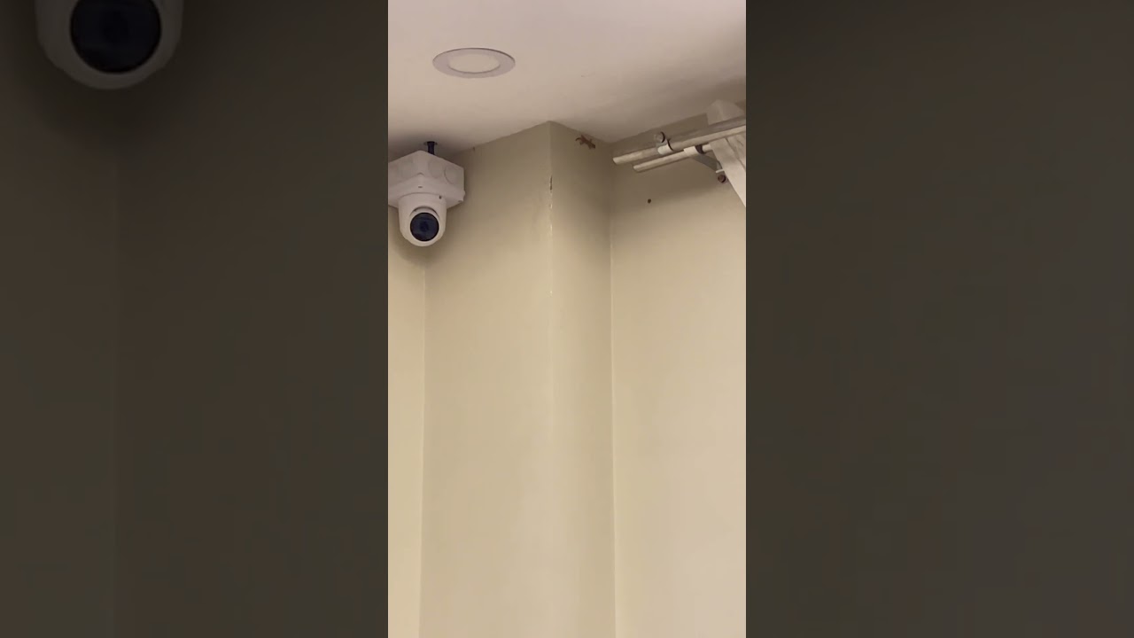 Looking/waiting for the lizard to come down 