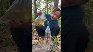 Survival Skills: easy methood saving watertransfer to bottle #camping#bushcraft#water #smart