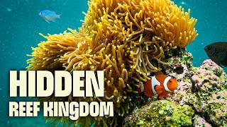 The Lost Worlds of New Guinea | FULL DOCUMENTARY | Wild Indonesia |  @UltimateNatureDocs ​