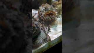 The Lion(fish) King