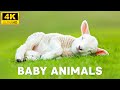 Baby animals 4k 60fps  exploring the world of fun lucky cute animals with gentle relaxing music