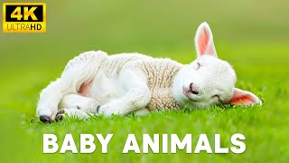 Baby Animals 4K (60FPS) - Exploring The World Of Fun Lucky Cute Animals With Gentle Relaxing Music