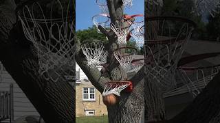 Amazing Basketball Tree!