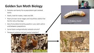 Grassy Talk #8 - Golden sun moth: complexities of managing a cryptic invertebrate - Graham Jury