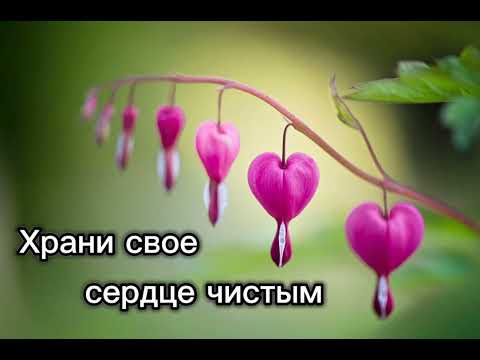 Храни свое сердце